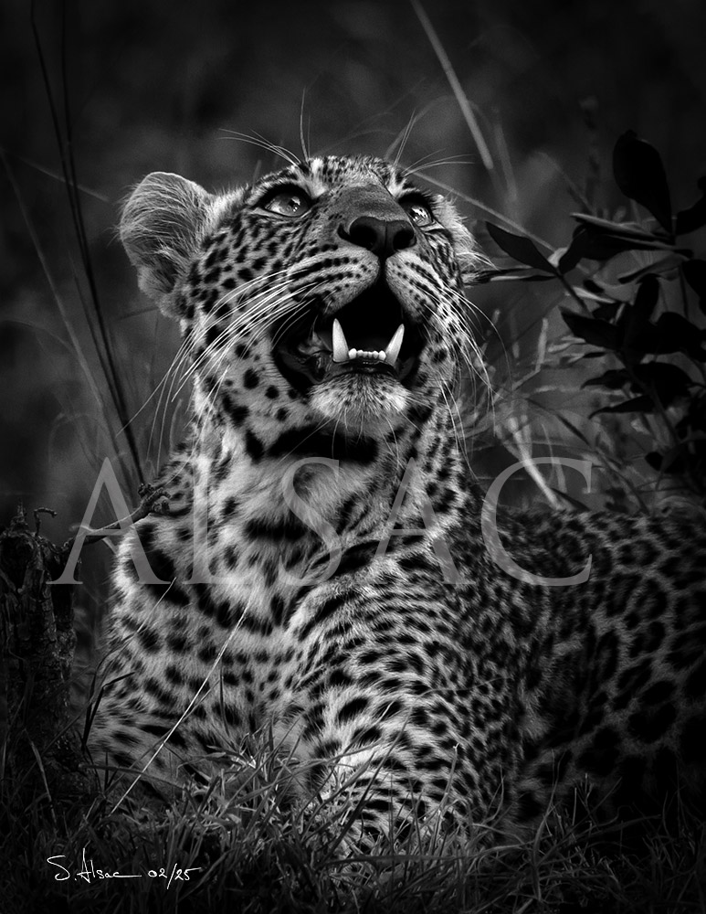 Mawa-leopard-photo-Black-White